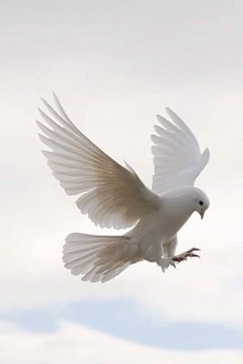 EnginEn24865504's profile picture. kadınlar dünyanın engüzel varlıkları bu dünya  kadınların üstüne kuruldu sizleri seviyorum her yerinizi yalamak öpmek okşamak & istiyorum  öptüm hepinizi