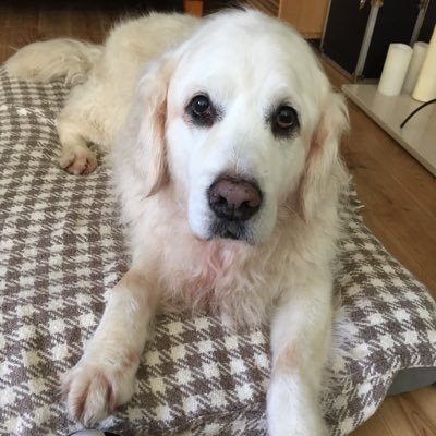 tattswood's profile picture. 