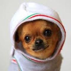 petsgifts's profile picture. Great gifts ideas  for your pets.