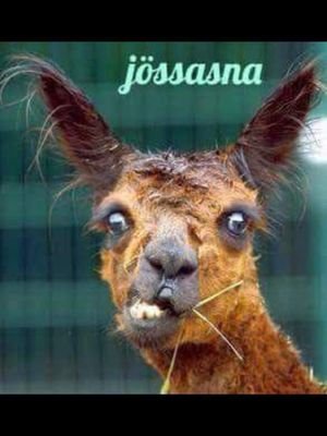 tigershockeyfan's profile picture. Bekennender Fan von den Straubing Tigers! Hockeyfan allgemein. Underdog Unterstützer. Randsportart Beobachter ...