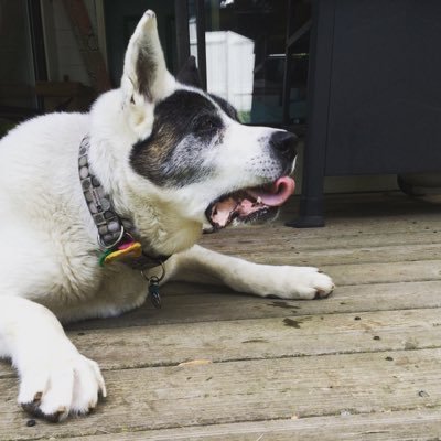 Really Bellie Long Furs from BEAR; formerly TULA MONSTAH, a rescued akita reacting2life IG: https://t.co/oS2cCKbh4M🐼6.2005- 9.6.2016