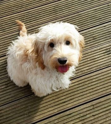 Chr1s_Thompson's profile picture. 