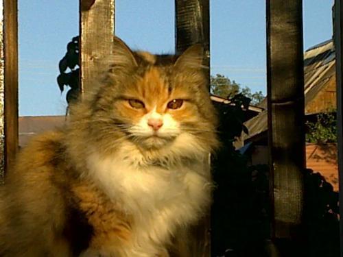 oknechirik's profile picture. ХаТээМэЛь+СиэСэС+ДжиЭсЭЛиттл