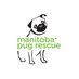 Manitoba Pug Rescue (@MBPugRescue) Twitter profile photo