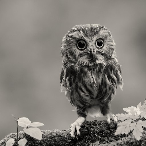 mutemule's profile picture. not here anymore