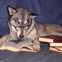 DogEaredBooksCastro (@dogearedcastro) 's Twitter Profile