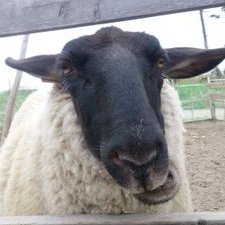 岩沼の羊飼い Iwanuma Sheep Twitter