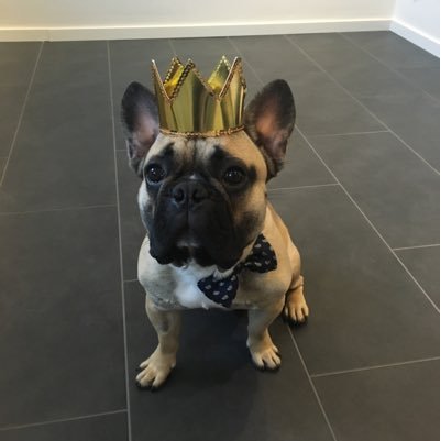 I'm an adorable frenchie that everybody loves. I like the good life: eat, sleep and play . I know I'm very curious ;) follow me!!