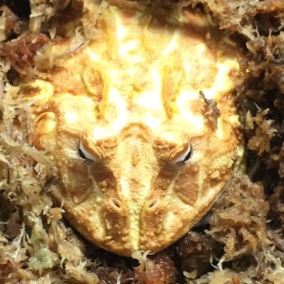 Lmcc8iK's profile picture. 色々飼ってます 、狩ってます、釣ってます、食べてます。