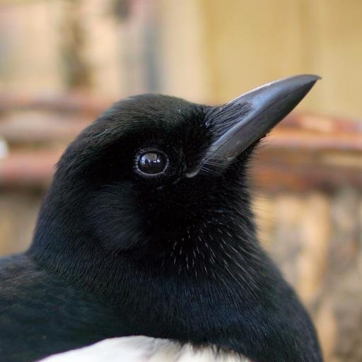 Sophie The Magpie