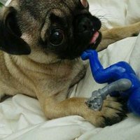 DivaTheTinyPug(@DivaTheTinyPug) 's Twitter Profile Photo