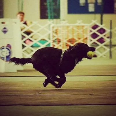 Bringing you everything to do with Flyball - from flyball dogs, flyball equipment, training, competition dates and more.