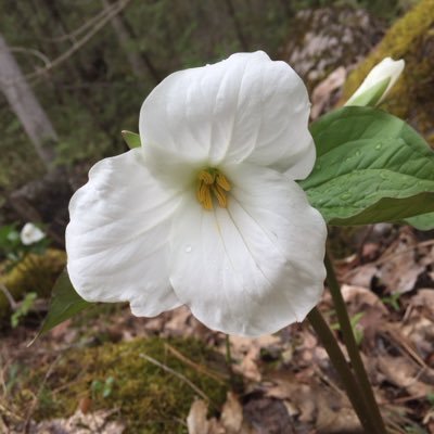 apsun31's profile picture. 