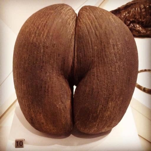 hanelifou's profile picture. my opinions are yours