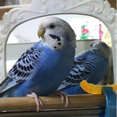 東京都足立区でセキセイインコを迷子にさせてしまいました。保護された方、どうかご連絡をお願いします!ツイッターまだ不慣れなためご迷惑お掛けするかもしれません。すみません!外で鳥を見かけたらどうか保護をお願いします!人に育てられた鳥は外では100%生きていけません!お願い致します!
