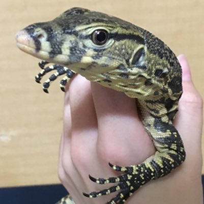 mxxexx__'s profile picture. 23歳 元ペットショップ店員 動物ならなんでも大好き！20匹以上のペット達と生活中(^O^)他にもディズニーやらカメラも好きです。無言フォローごめんなさい