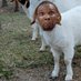 Silky Bruh Johnson - סילקי בראה ג׳ונסון (@heatboner) Twitter profile photo Silky Bruh Johnson - סילקי בראה ג׳ונסון (@heatboner) Twitter profile photo