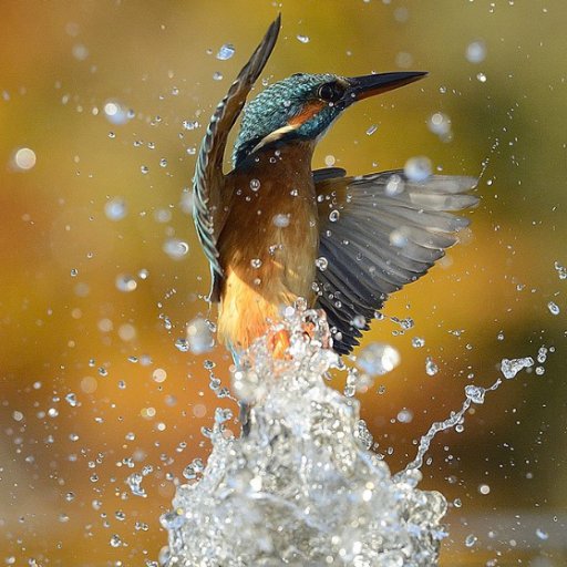 josepsole8's profile picture. curioso