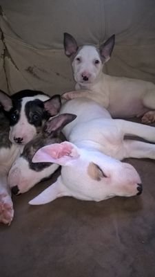 novalee_edwards's profile picture. red dirt is home