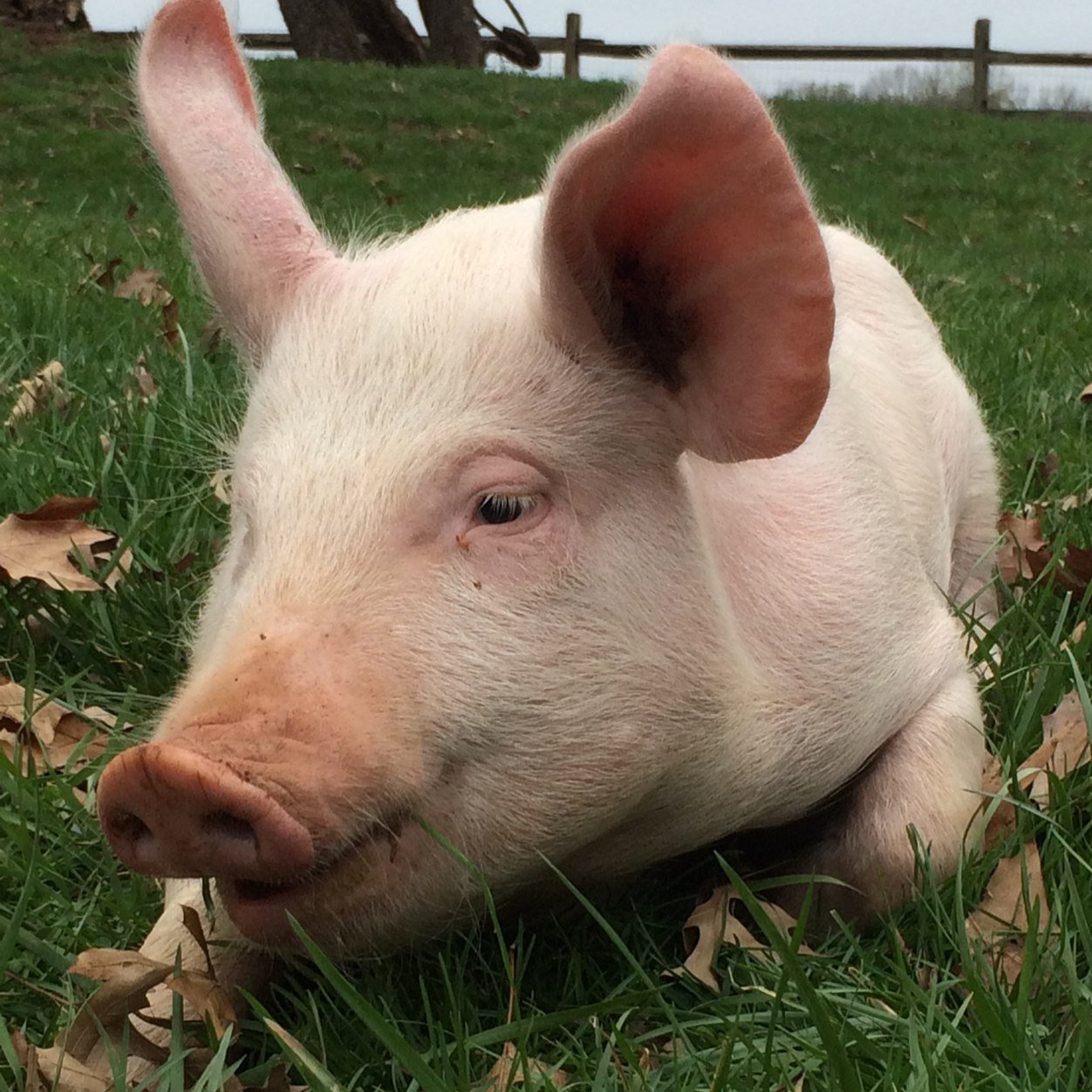 Poplar Spring Animal Sanctuary is a 400 acre non-profit refuge for farm animals and wildlife located in Poolesville, Maryland.