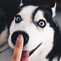 AFM (@all_for_mood) 's Twitter Profile