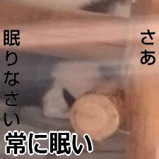 riyu_kmn's profile picture. リアル避難。特発性過眠性2010年罹患及び精神疾患複数持。離人症、ADHD、自律神経異常。MSLT平均5最低1.8モディオダール療法中。睡眠関係等に無言フォロー有。フォローは自由に。障害手帳二級（身体は悩み中）、障害年金と特例子会社にて技術設計やSE など…職種迷子
Idiopathic hypersomnia