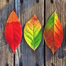 treevillage2007's profile picture. 