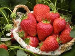 ichigo_perori's profile picture. ぺろりです。子供と猫と暮らしております*＾＾*