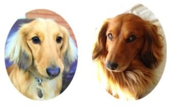 Mad about dachshunds Alfie, Mabel & Stanley! invite u to check out our website great dachshund themed gifts & new range of doggie products for your pooch!