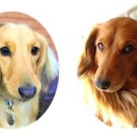 dedicated2dachshunds(@dedicated2dachs) 's Twitter Profile Photo