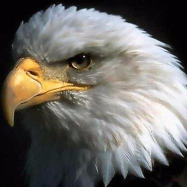 EmyRoyaleagle Profile Picture