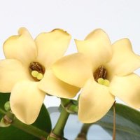 Touch of Niue (@touchofniue) 's Twitter Profile