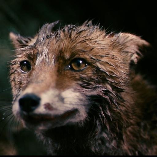 cesone's profile picture. “A habilidade de falar não faz de você inteligente.” Qui-Gon Jinn