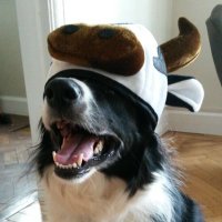 Rob Cunningham (@overforkover147) 's Twitter Profile
