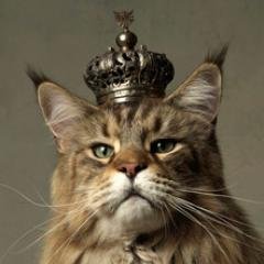Rule # 1 : If anyone add me to any group / list whatsoever without asking my consent first = BLOCKED. Got it?  Rule # 2 : No cam sites invitations  #KingOfCats