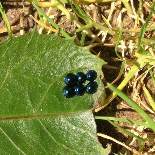 Observing, recording, and learning more about New Zealand's native and naturalised ladybirds