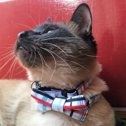 LincolnSiamese's profile picture. The most handsome purresident you'll ever have. #Link4Purresident - Wanna try out PetGiftBox? Use the code LincolnSiamese for 50% off! https://t.co/eYlsSmWwIC