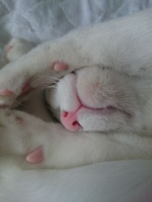 もふりん Mf Rin2 Twitter