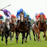Sale Turf Club (@saleturfclub) 's Twitter Profile