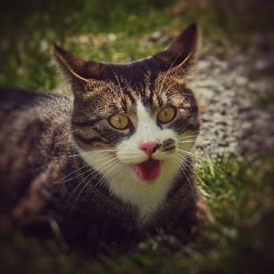 blechteufel's profile picture. @janlo@hachyderm.io