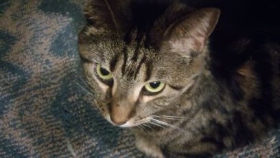I'm just a person who believe in life,love and the pursuit of happiness. This picture is of my cat Ivy. (poison). The fix is in.