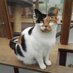 BX Rehoming Network (@bxrehomingntwrk) Twitter profile photo BX Rehoming Network (@bxrehomingntwrk) Twitter profile photo