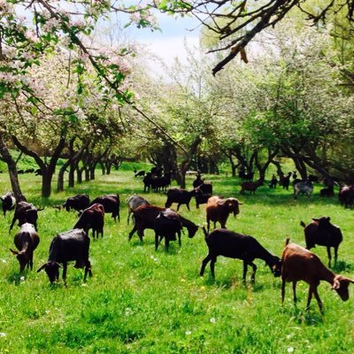 Quesería ecológica en el parque natural de la Sierra de Huétor Santillan.