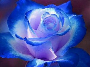 alyekzaid2712's profile picture. 