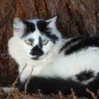 fισяα (@unsurvivedfate) 's Twitter Profile