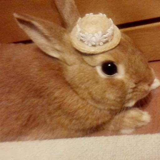 うさぎと暮らしてます 🐰 mao: male, 9 years old Netherland Dwarf rabbit.🇯🇵　うさ飼いさんフォロバします💕　 ブログ:　🐰うさぎと暮らすということhttps://t.co/27iAfqQCnV　  ＆　🎥シネマラビット　↓