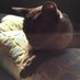 Caroline (@dogkennel1) Twitter profile photo Caroline (@dogkennel1) Twitter profile photo