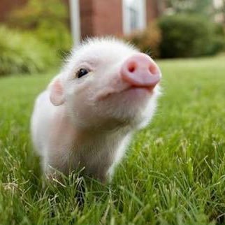 pig_pink_'s profile picture. 