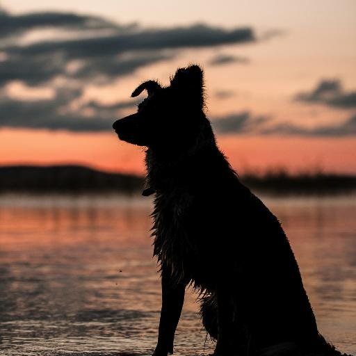 Leenapa's profile picture. Koko ikänsä luonnosta, eläimistä ja maailmanmenosta kiinnostunut alunperin maatalon tyttö, josta tuli kirjastolainen ja lintuharrastaja.