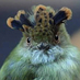 Mongabay Français (@mongabay_fr) Twitter profile photo